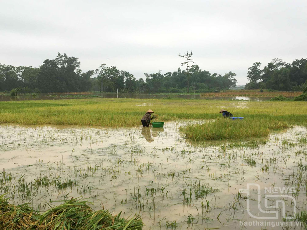 Mưa lớn gây ngập nhiều nơi ở huyện Phú Bình