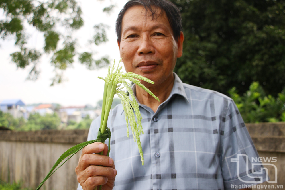 Ông Phạm Quý, người mê viết về hương đồng gió nội.