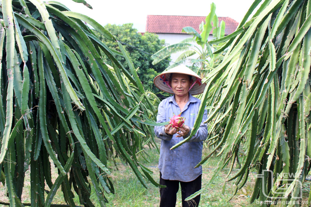 TP. Phổ Yên: Gần 250 hộ nông dân được vay vốn phát triển sản xuất