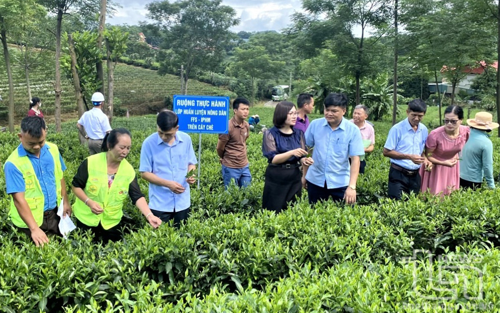 Nông dân góp sức hiện thực hóa mục tiêu 'cây tỷ đô'