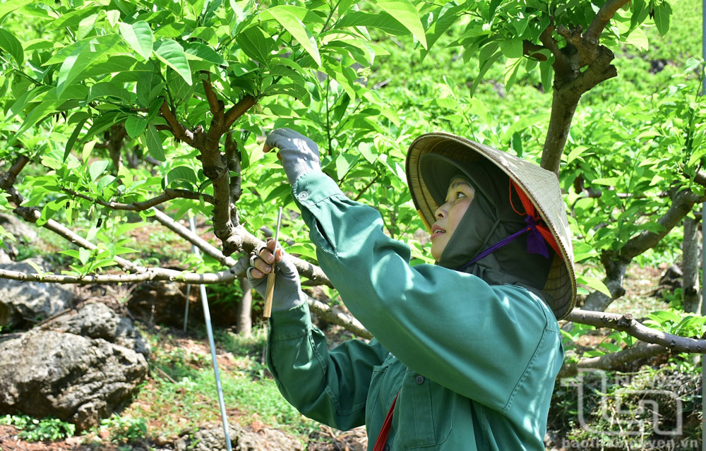 Chuyển giao kỹ thuật: 'Đòn bẩy' cho nông nghiệp bền vững