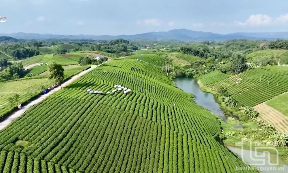 Chè là cây mũi nhọn trong phát triển kinh tế của huyện Đại Từ.