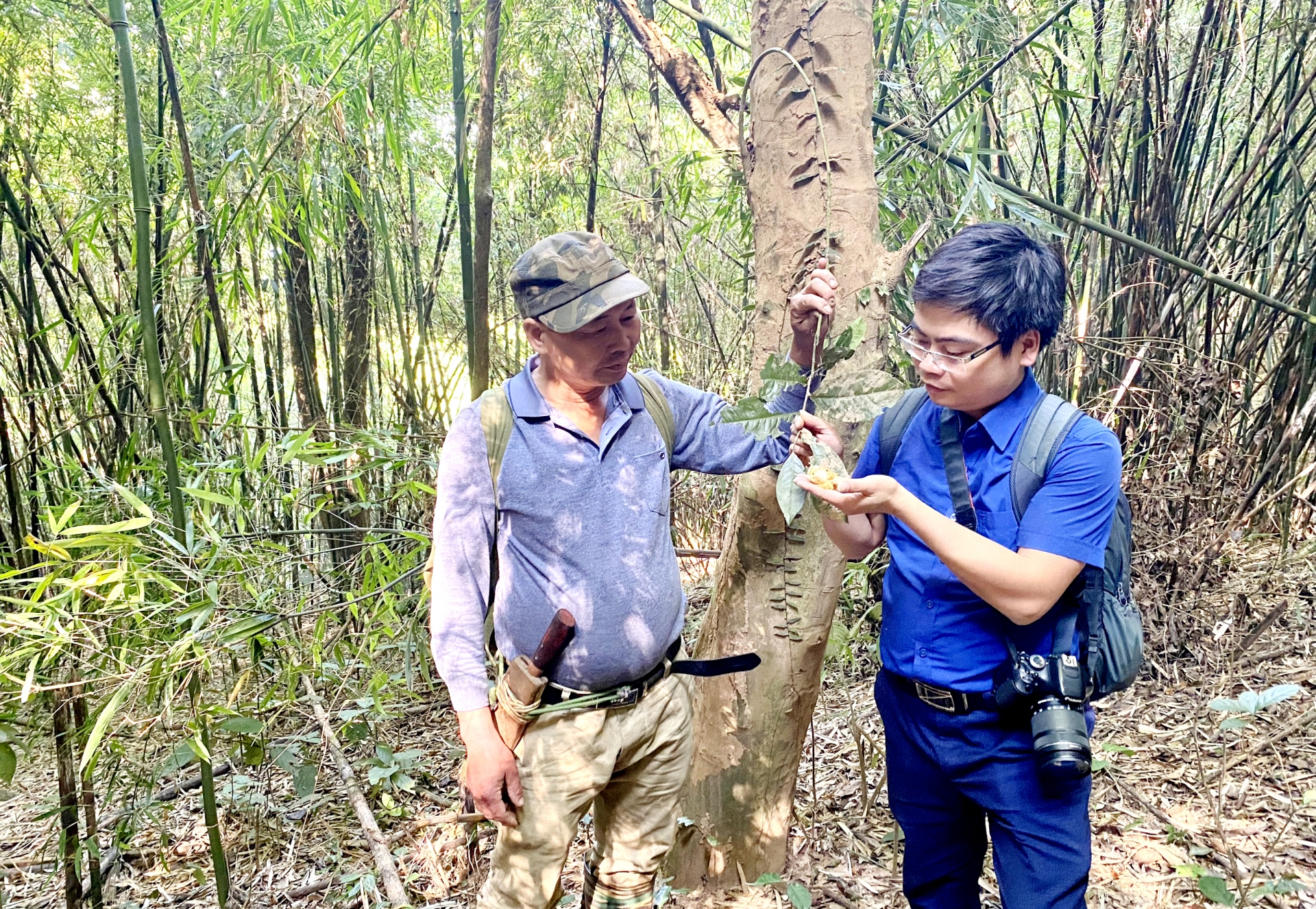 Nhà báo Quốc Tuân (bên phải) cạnh cây chè hàng trăm năm tuổi trên đỉnh núi Bóng, xã Minh Tiến, huyện Đại Từ, tỉnh Thái Nguyên.