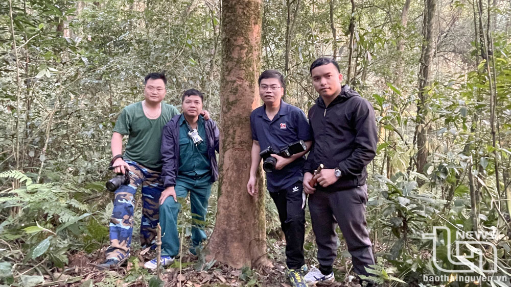 4 nhà báo của Báo Thái Nguyên (từ trái sang): Nguyên Ngọc, Dương Hưng, Quốc Tuân, Hồng Tâm bên gốc cây chè cổ.