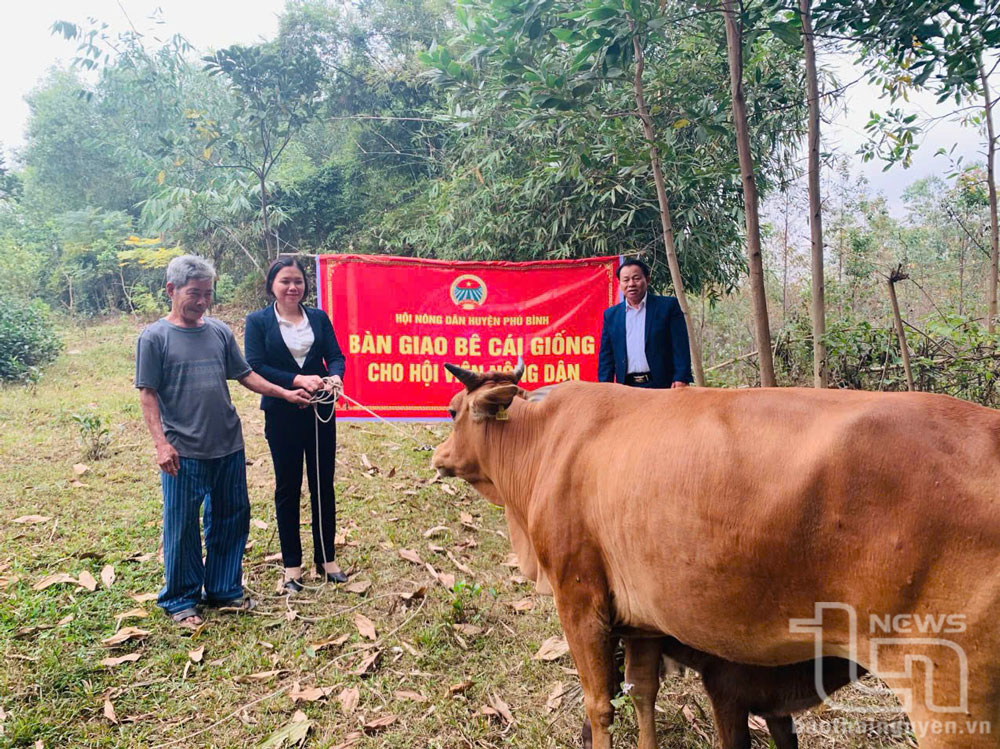136 hộ dân được hỗ trợ vay bê cái giống từ Quỹ Xuân Dịp