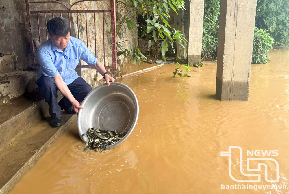 Thả cá xuống sông Cầu và các hồ chứa nước lớn được Chi cục Chăn nuôi, Thú y và Thủy sản tỉnh tổ chức hằng năm.