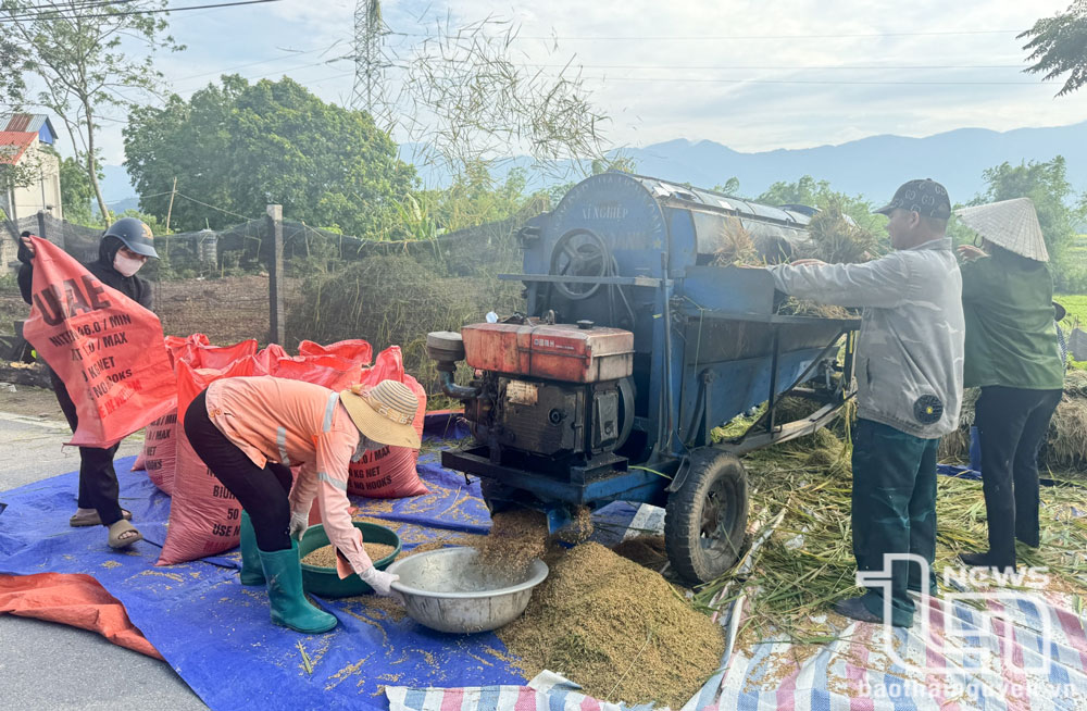 Đại Từ: Năng suất vụ xuân đạt 59,4 tạ/ha