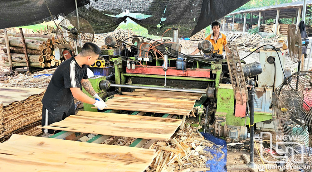 Từ nghị quyết đến những cánh rừng trù phú