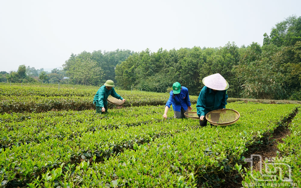 Góp phần nâng tầm cây chè vùng bán ngập