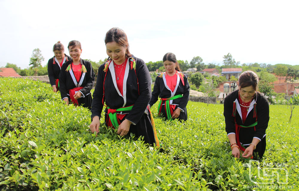 Bàn Đạt nâng cao hiệu quả sản xuất chè