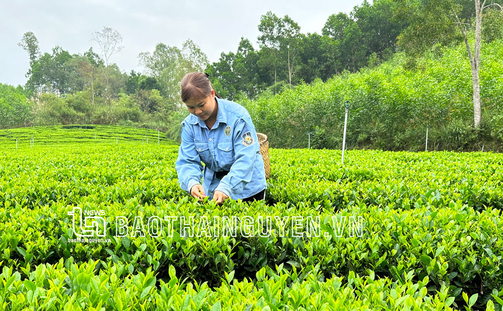 Đồng Hỷ: Dư nợ cho vay hộ nghèo đạt trên 181 tỷ đồng