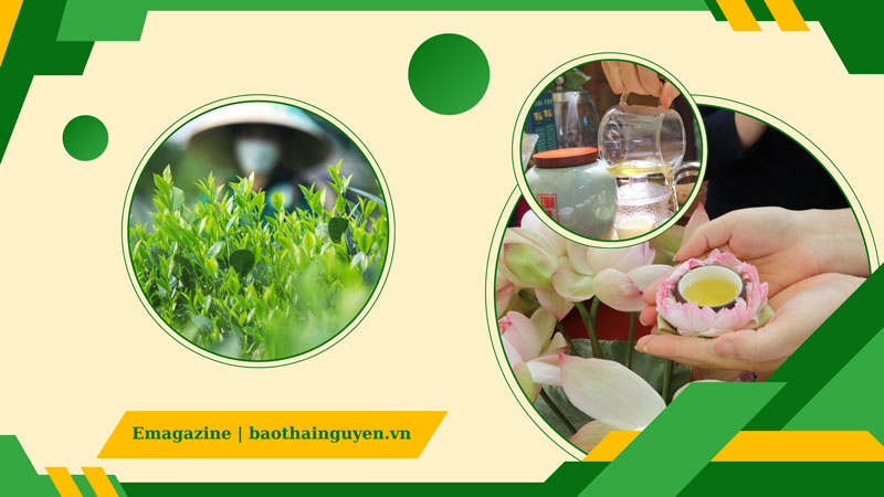 Lắng đọng giá trị văn hóa trà Việt tại Tân Cương