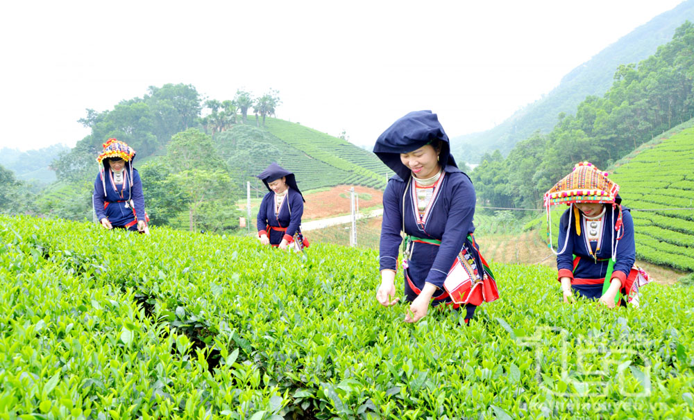 Phát triển kinh tế - xã hội ở miền núi, vùng cao: Ưu tiên giải quyết những vấn đề cấp thiết