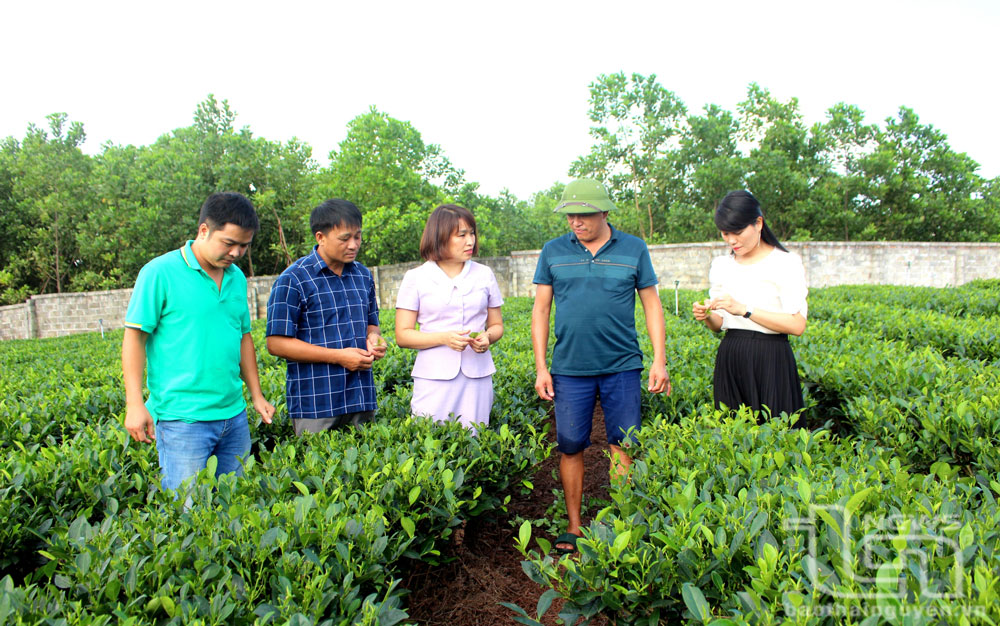 TP. Thái Nguyên: Tăng giá trị nông sản từ sản xuất hữu cơ
