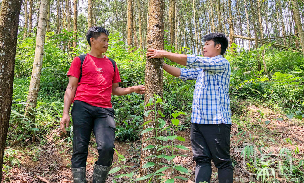 Vùng cao đổi thay từ kinh tế rừng