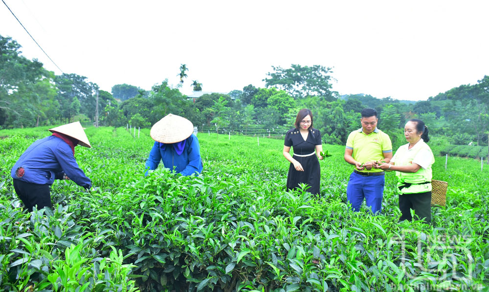 Sản xuất xanh để chè Phú Đô “lên hương”