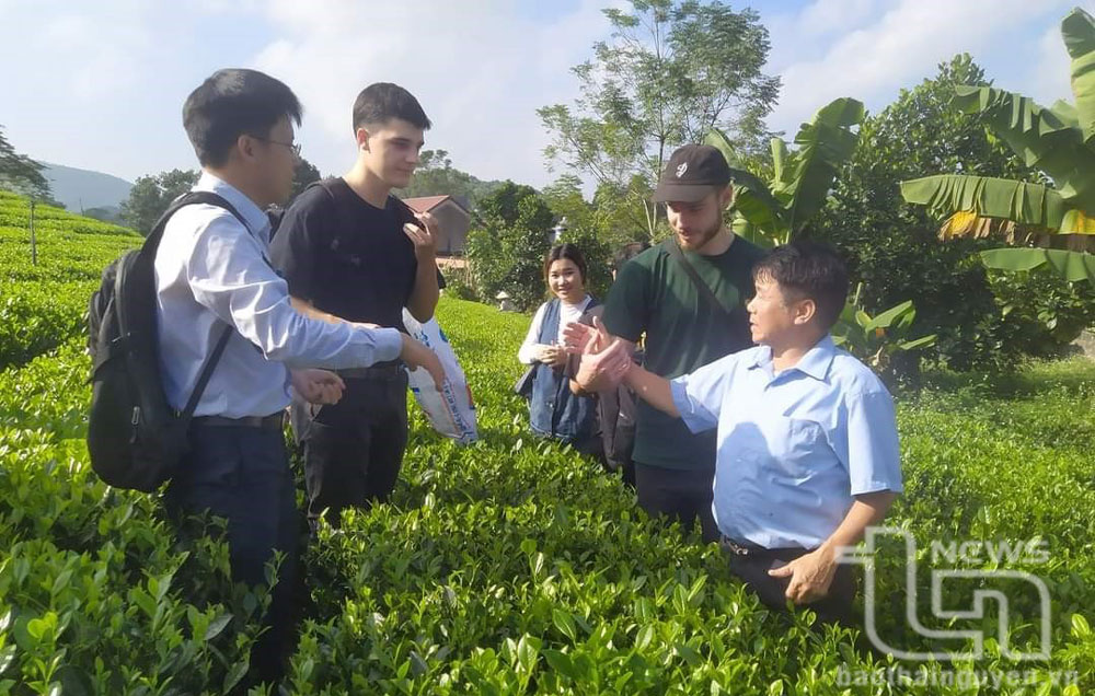 Người đưa hương chè Sông Cầu bay xa