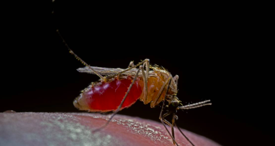 Brazil đối mặt với mối đe doạ mới từ virus gây bệnh hiếm