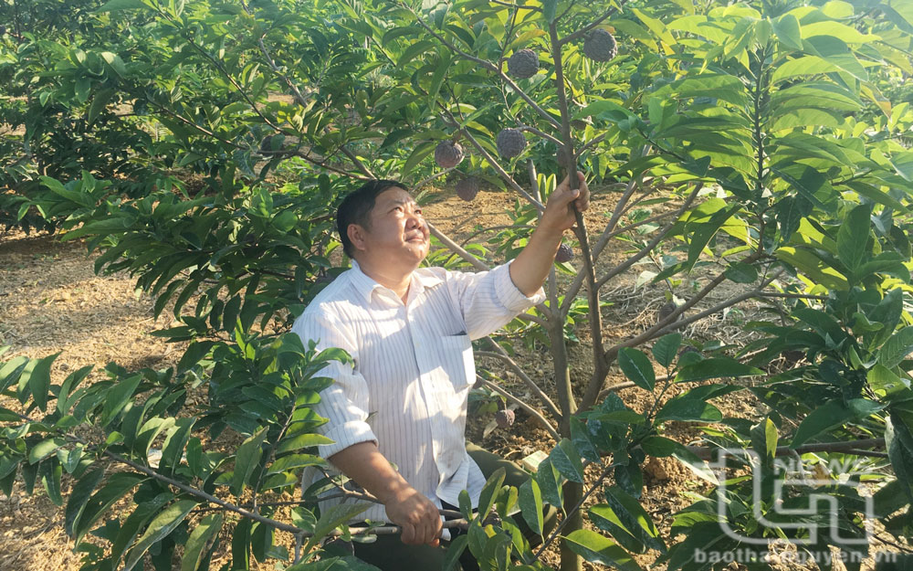 Đồng bào người dân tộc Mông ở xóm Trung Sơn (xã Quang Sơn, Đồng Hỷ) đưa cây na tím về trồng, mang lại hiệu quả kinh tế cao hơn.