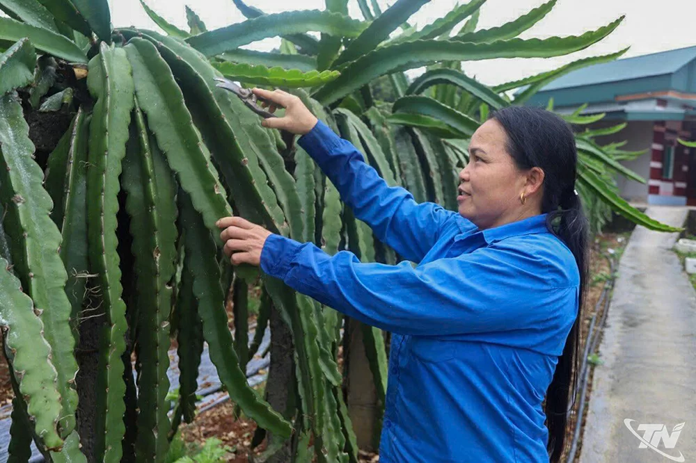 Nhờ sự hỗ trợ của các cấp Hội LHPN, chị Vi Thị Vân, dân tộc Dao, ở xóm Cao Phong, xã Trại Cau, xây dựng được vườn trồng thanh long ruột đỏ trên diện tích 3.000m2 để phát triển kinh tế gia đình.