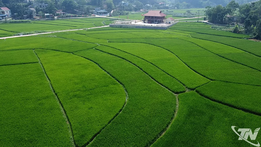 Cánh đồng áp dụng mô hình canh tác lúa thông minh - tưới ướt, khô xen kẽ (AWD) tại xã Hợp Thành.
