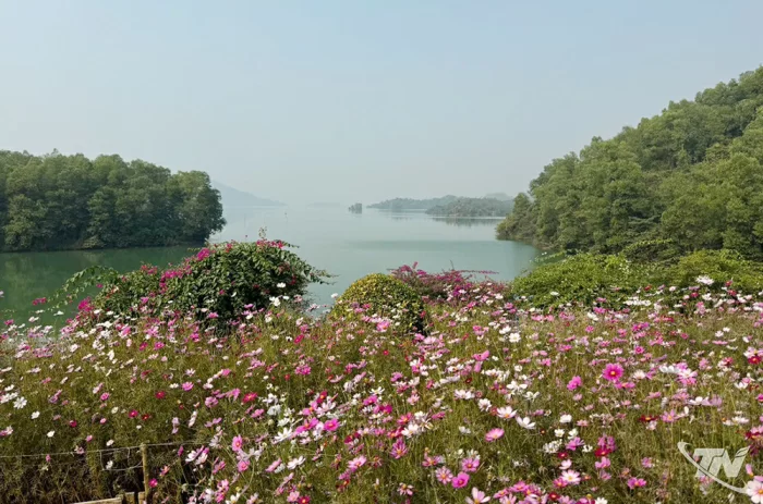 Đến đảo Hoa, thả hồn vào bình yên