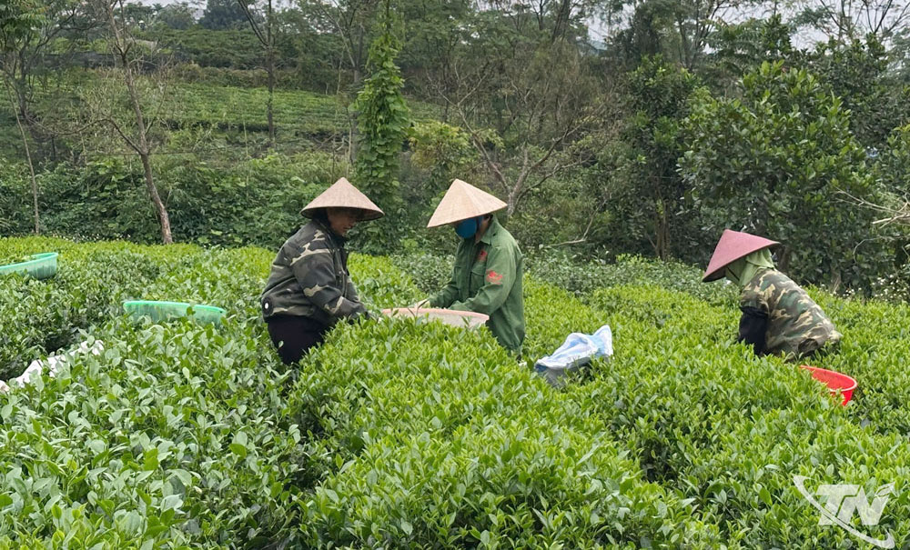 Sản xuất chè an toàn và những đòi hỏi từ thực tiễn