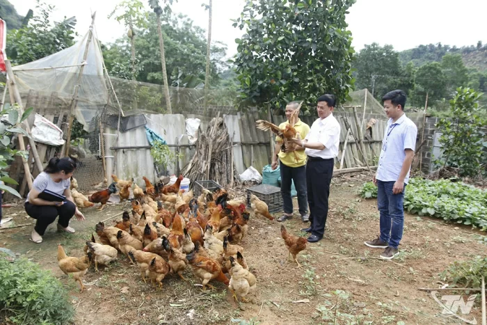 Không chủ quan với dịch cúm gia cầm
