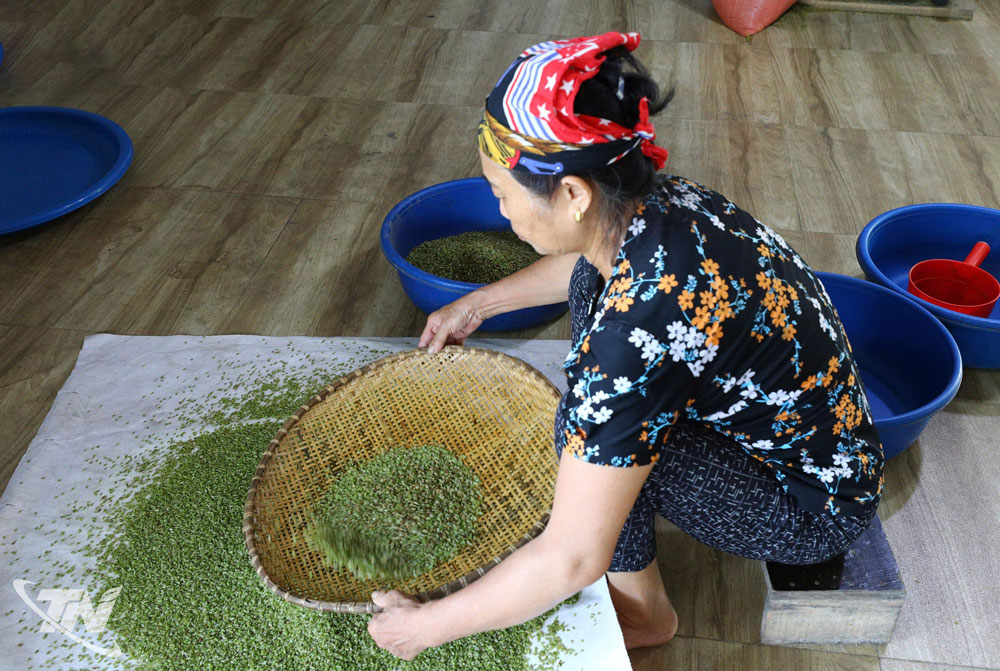 Bà Mạ hiện phụ giúp vợ chồng chị Hè một vài công đoạn làm cốm tại xưởng
