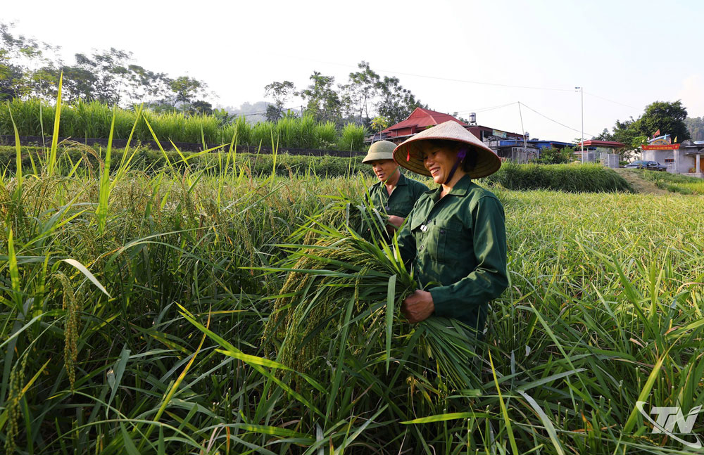 Hồn quê trong từng hạt ngọc xanh