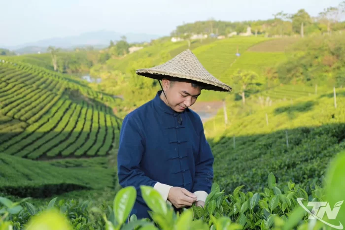 Chàng kỹ sư mỏ khởi nghiệp với cây trà