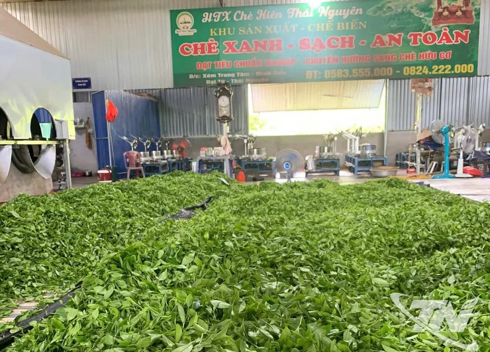 Khu nhà xưởng rộng rãi chế biến chè bằng các công nghệ hiện đại.