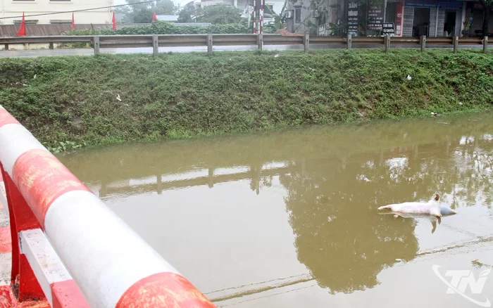 Xuất hiện tình trạng lợn chết bất thường tại Phú Bình
