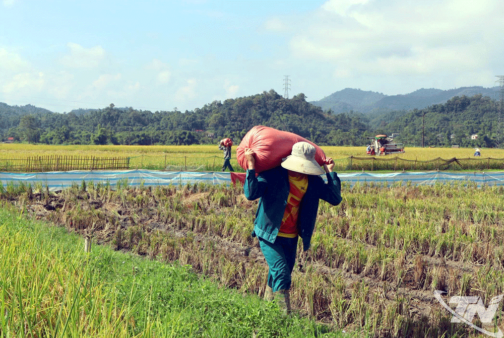 Người dân phía Bắc của tỉnh khẩn trương thu hoạch lúa xuân.