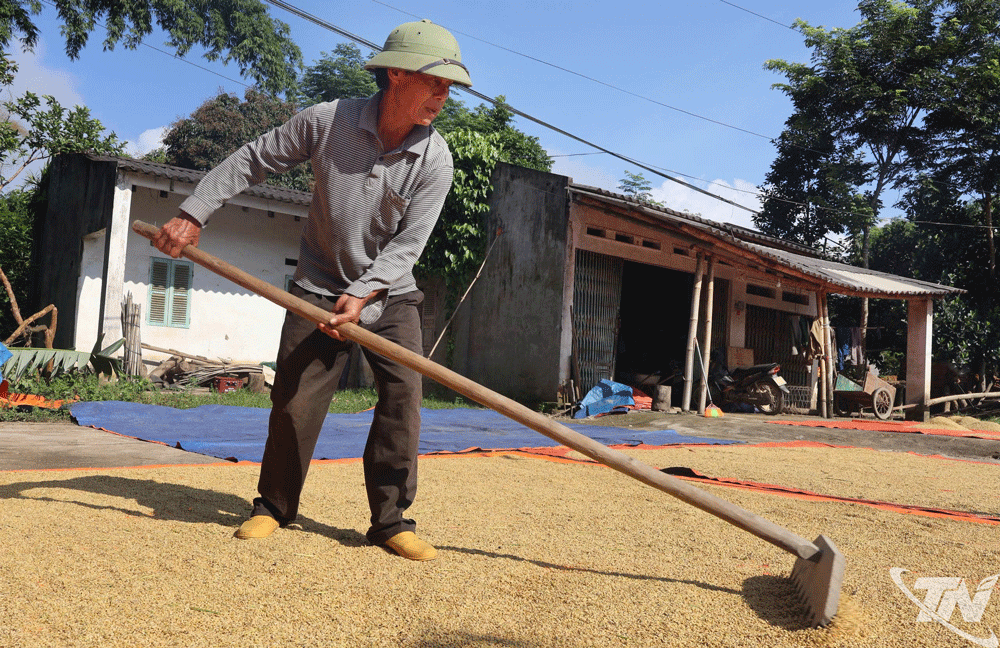 Ông Hà Cát Chấn ở thôn Nà Ngảng, xã Cẩm Giàng phấn khởi vì vụ này năng suất đạt khá.