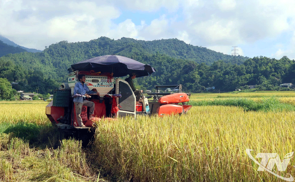 Thu hoạch lúa xuân ở Cẩm Giàng.