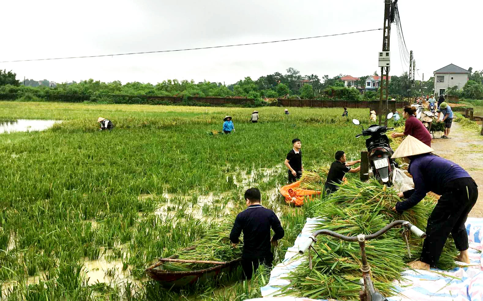Người dân xã Hà Châu, huyện Phú Bình (trước khi sắp xếp đơn vị hành chính) khẩn trương thu hoạch lúa xuân bị ngập úng, ngày 22/6/2025. Ảnh: T.L