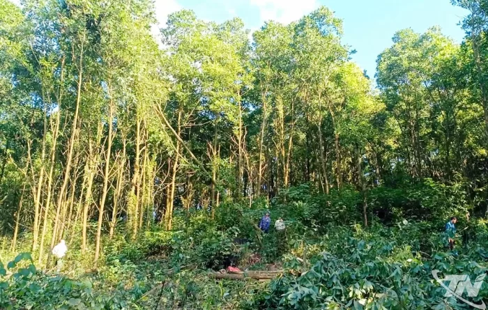 Những cánh rừng mang 'chứng chỉ xanh'