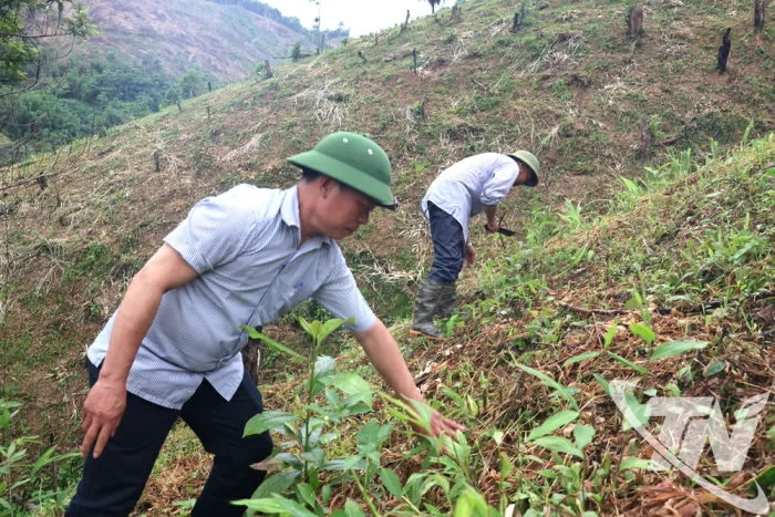 Nâng cao hiệu quả phát triển rừng