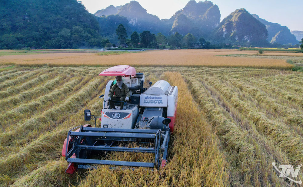 Thái Nguyên: Phấn đấu sản lượng lương thực đạt trên 625 nghìn tấn