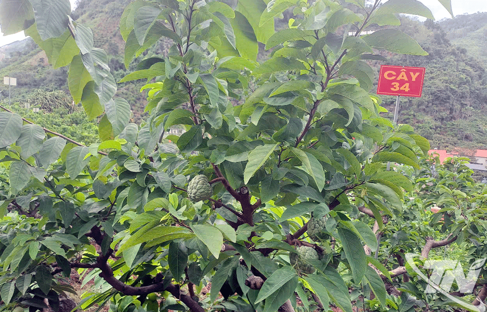 Hộ ông Kiều Thượng Chất xóm Mỏ Gà, xã Võ Nhai có 60 cây na gắn mã định danh thông qua mã QR chứa đựng tất cả các dữ liệu về nông hộ để kết nối qua camera 24/7.