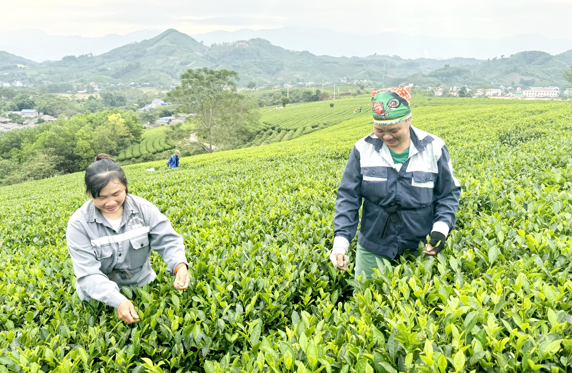 Thái Nguyên: Trồng mới, trồng lại trên 110ha chè