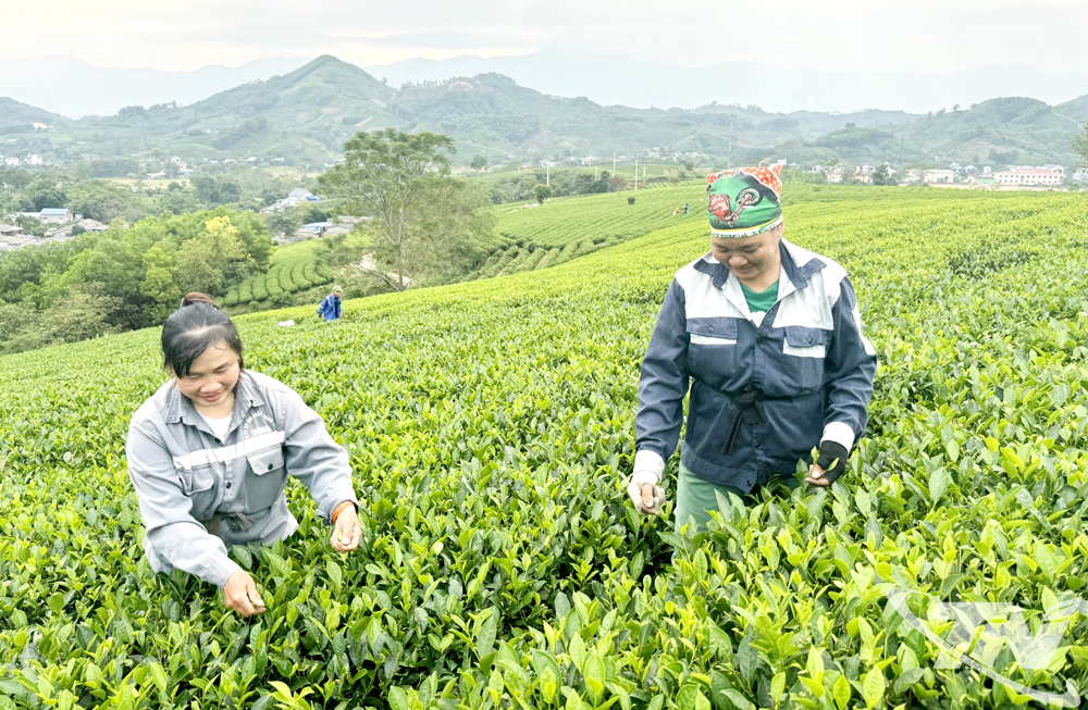 Người dân xã Phú Lạc thu hái chè chính vụ. Ảnh: Thu Hạnh