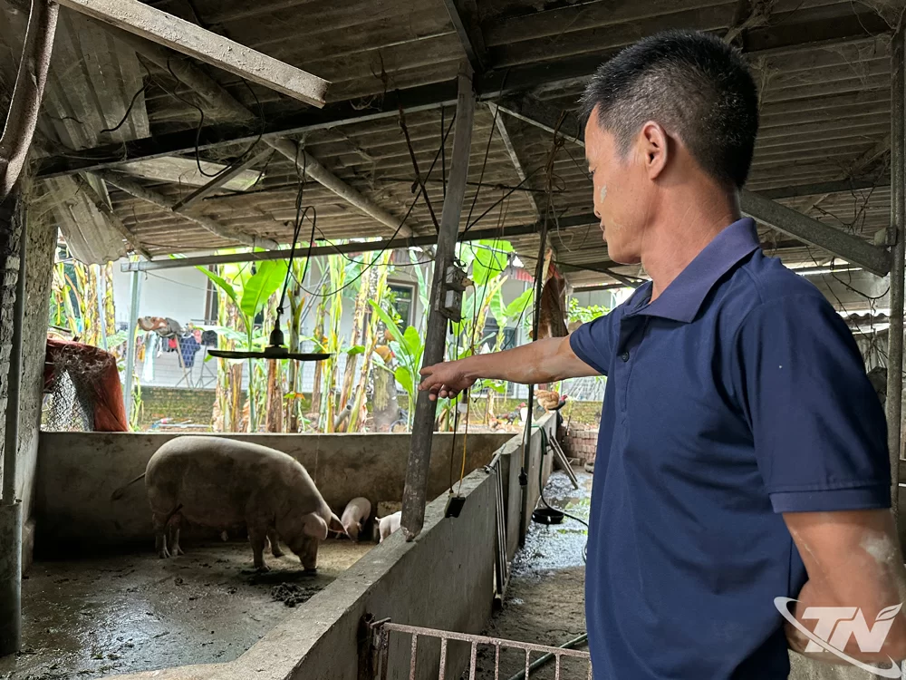 Những ngày đầu tháng 7, gia đình ông Dương Thanh Sơn (xóm Ngoài, xã Phú Bình) xuất hiện tình trạng lợn ốm, chết, gây thiệt hại đáng kể tổng đàn.