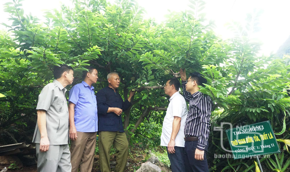 Các đại biểu tham quan Mô hình na rải vụ tại xã Phú Thượng (Võ Nhai).