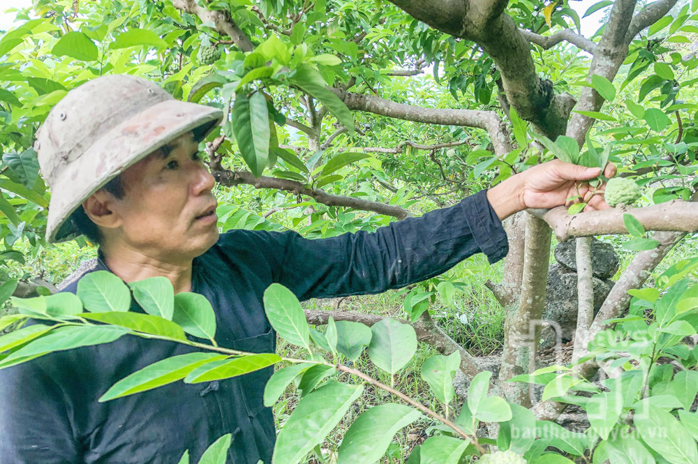 Cơ hội làm giàu từ na rải vụ