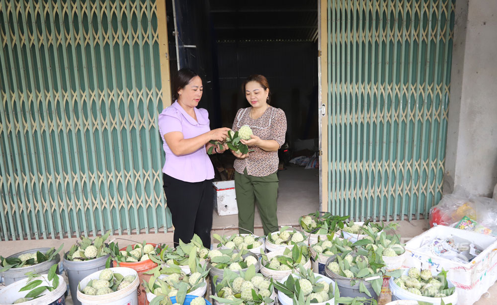 Hỗ trợ phụ nữ vùng cao phát triển kinh tế