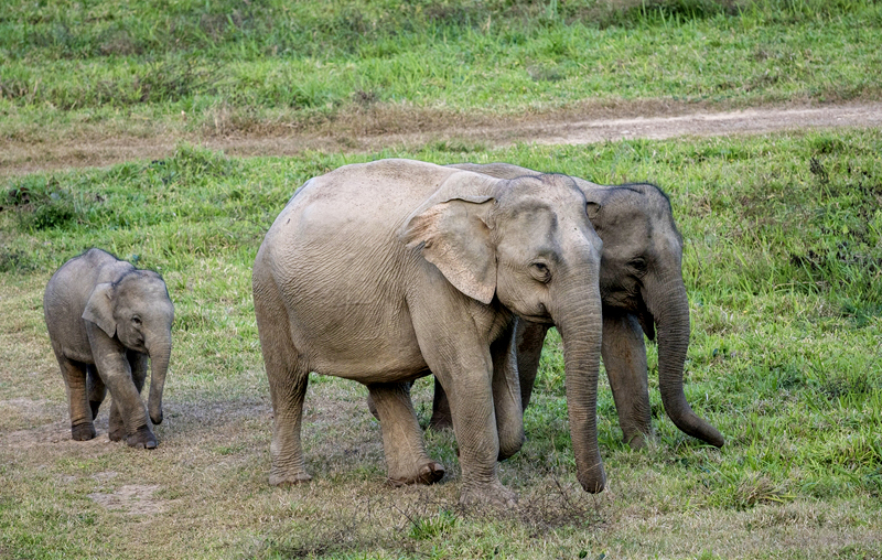 WWF ra mắt Liên minh Bảo tồn Voi châu Á