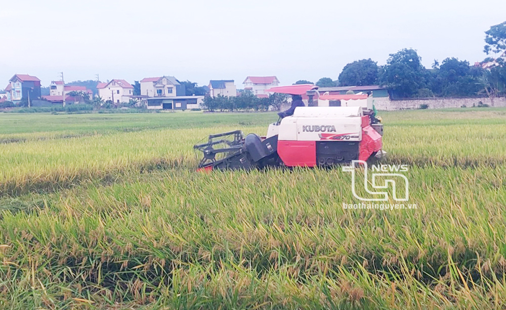 Phú Bình: Thêm gần 27ha lúa được cấp mã vùng trồng