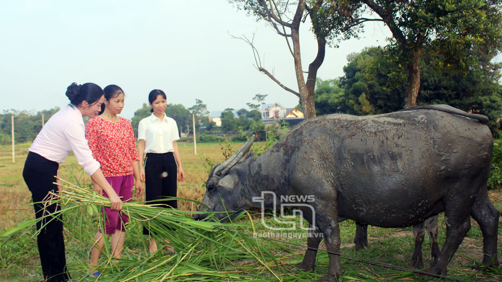 Được tạo điều kiện vay vốn 50 triệu đồng từ Ngân hàng Chính sách Xã hội Chi nhánh Sông Công, chị Vũ Thị Tú Hạnh (người đứng giữa) đã đầu tư chăn nuôi trâu, nhằm tạo việc làm, tăng thu nhập.